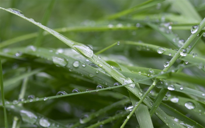 Hierba verde, después de la lluvia, gotas de agua Fondos de pantalla, imagen