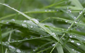 Hierba verde, después de la lluvia, gotas de agua
