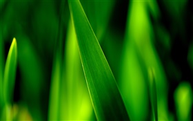 Verde hojas de hierba macro