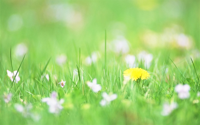 Hierba verde, flor amarilla, bokeh Fondos de pantalla, imagen