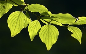 hojas verdes primer plano, fondo negro