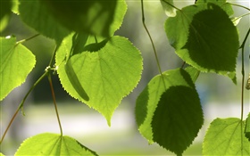 Corazones del amor verdes hojas
