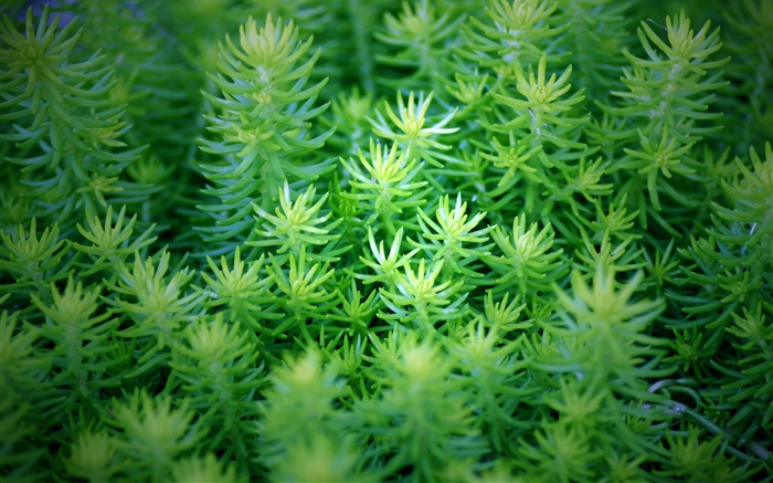Las plantas verdes close-up Fondos de pantalla, imagen