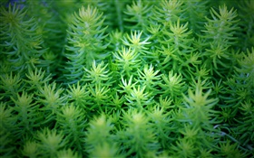 Las plantas verdes close-up