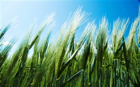 Campo de trigo verde, cielo azul