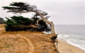 Half Moon Bay, California, EE.UU., costa, árbol HD fondos de pantalla