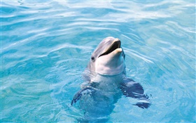 Delfín feliz, mar azul HD fondos de pantalla
