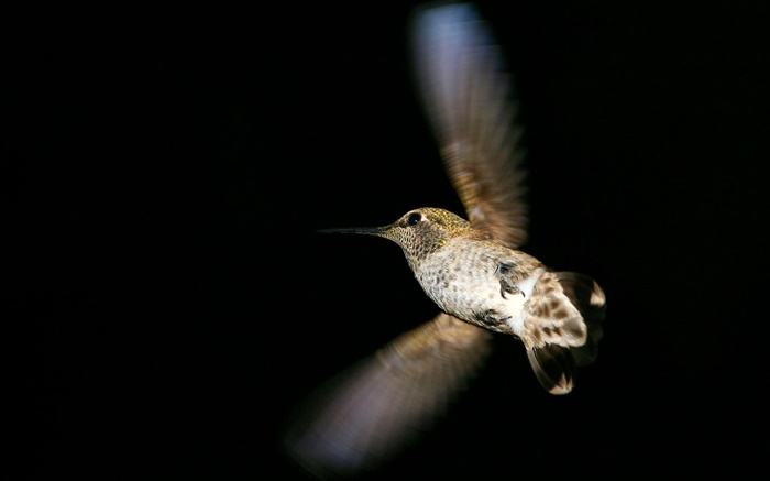 vuelo colibrí, fondo negro Fondos de pantalla, imagen