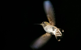 vuelo colibrí, fondo negro