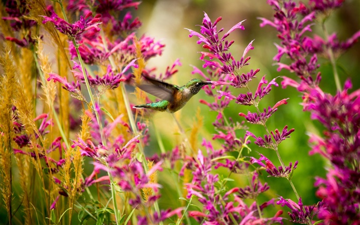 colibrí, flores de color rosa Fondos de pantalla, imagen