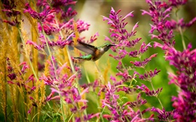 colibrí, flores de color rosa HD fondos de pantalla