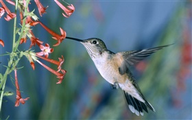 colibrí, flores rojas