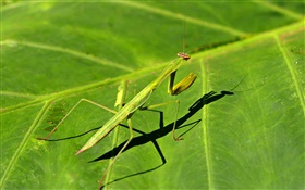 Insectos primer plano, mantis