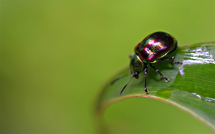 escarabajo de insectos Fondos de pantalla, imagen
