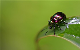 escarabajo de insectos HD fondos de pantalla