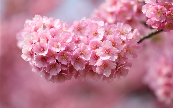 Japón sakura, ramas, flores de color rosa, bokeh Fondos de pantalla, imagen
