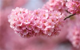 Japón sakura, ramas, flores de color rosa, bokeh HD fondos de pantalla