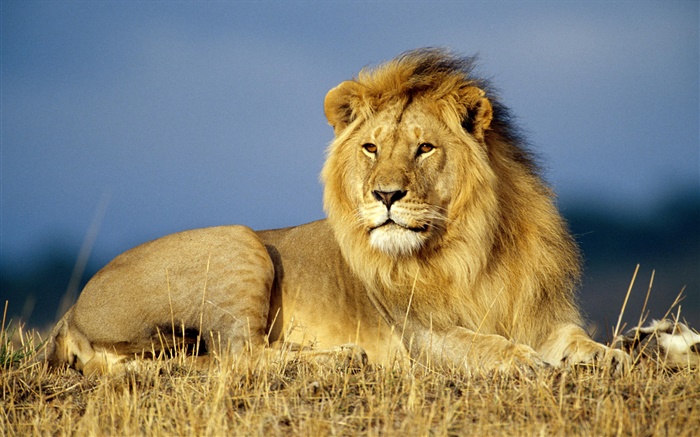 Rey de la selva, el león de cerca Fondos de pantalla, imagen