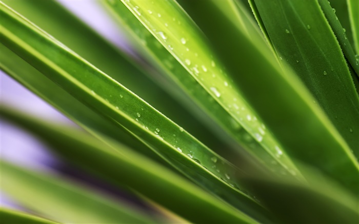 Hoja, hojas verdes, las gotas de agua Fondos de pantalla, imagen