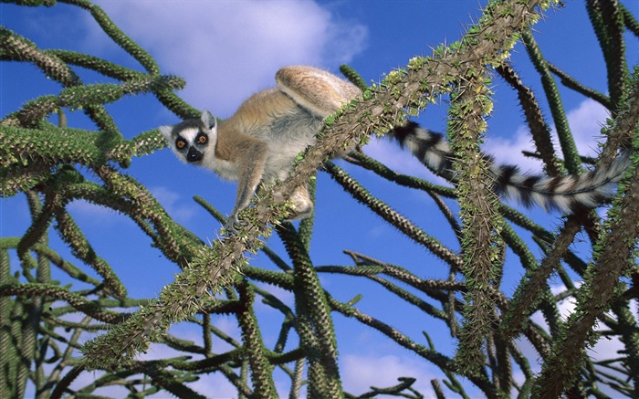 lemur en el árbol Fondos de pantalla, imagen