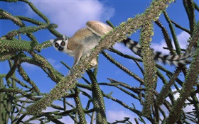 lemur en el árbol HD fondos de pantalla