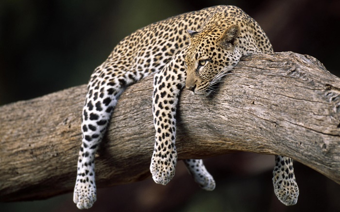 leopardo en el árbol Fondos de pantalla, imagen