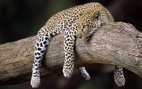 leopardo en el árbol HD fondos de pantalla
