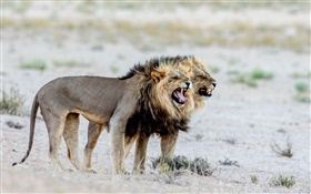 leones, África HD fondos de pantalla