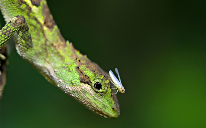 lagarto con insectos Fondos de pantalla, imagen