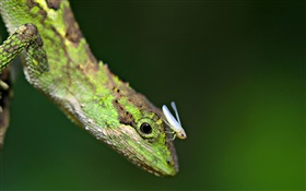 lagarto con insectos HD fondos de pantalla