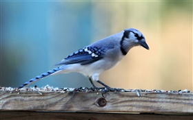 Pájaro azul Solitaria HD fondos de pantalla