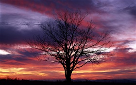 Lonely árbol, silueta, cielo púrpura, crepúsculo