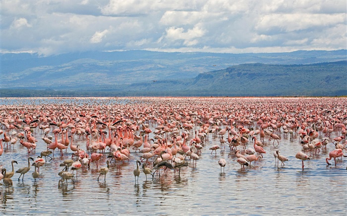 Muchos flamencos, el Parque Nacional del Lago Nakuru, Kenia Fondos de pantalla, imagen