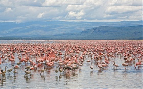 Muchos flamencos, el Parque Nacional del Lago Nakuru, Kenia HD fondos de pantalla