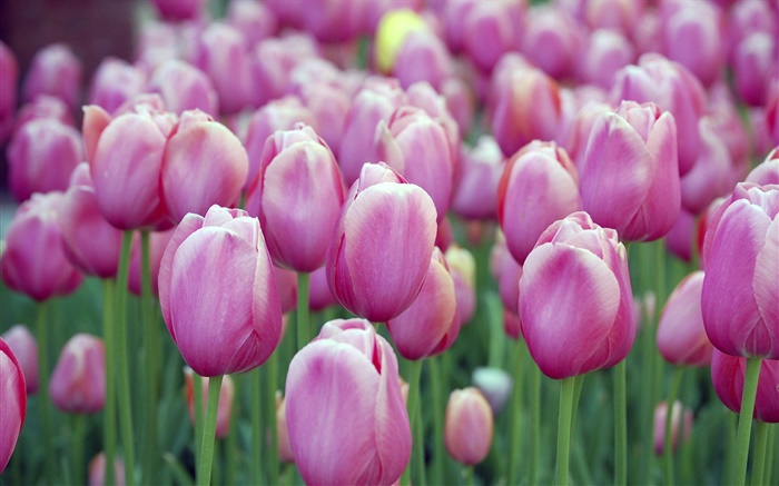 Muchas flores de color púrpura tulipán, bokeh Fondos de pantalla, imagen