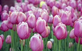 Muchas flores de color púrpura tulipán, bokeh HD fondos de pantalla