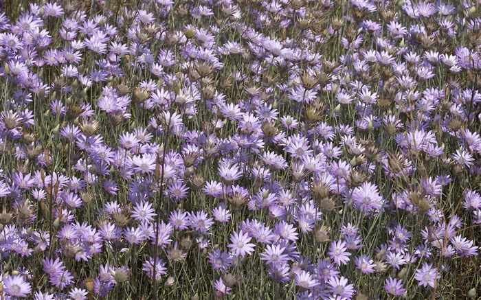 Muchas flores púrpuras salvajes Fondos de pantalla, imagen