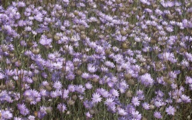 Muchas flores púrpuras salvajes HD fondos de pantalla
