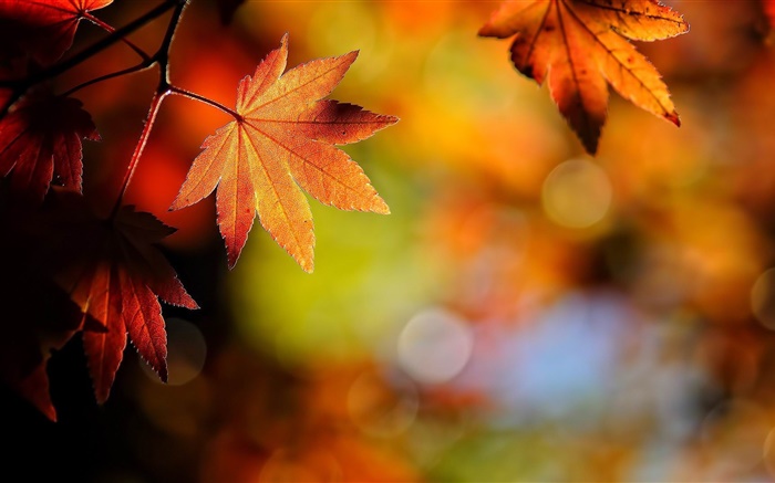Hojas de arce close-up, de color rojo, bokeh, otoño Fondos de pantalla, imagen