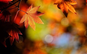 Hojas de arce close-up, de color rojo, bokeh, otoño HD fondos de pantalla