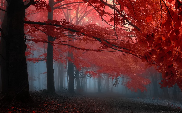Niebla, bosque, árboles, otoño, hojas rojas Fondos de pantalla, imagen