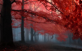 Niebla, bosque, árboles, otoño, hojas rojas