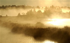 Mañana, amanecer, corriente, hierba, niebla HD fondos de pantalla