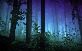 Mañana, bosque, árboles, niebla HD fondos de pantalla