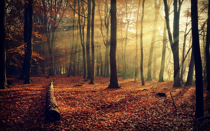 Sol de la mañana, bosque, árboles, otoño Fondos de pantalla, imagen