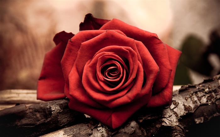 Una rosa roja flor de cerca Fondos de pantalla, imagen