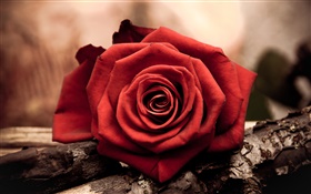 Una rosa roja flor de cerca