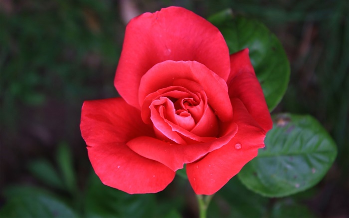 Una flor rosa roja Fondos de pantalla, imagen