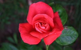 Una flor rosa roja