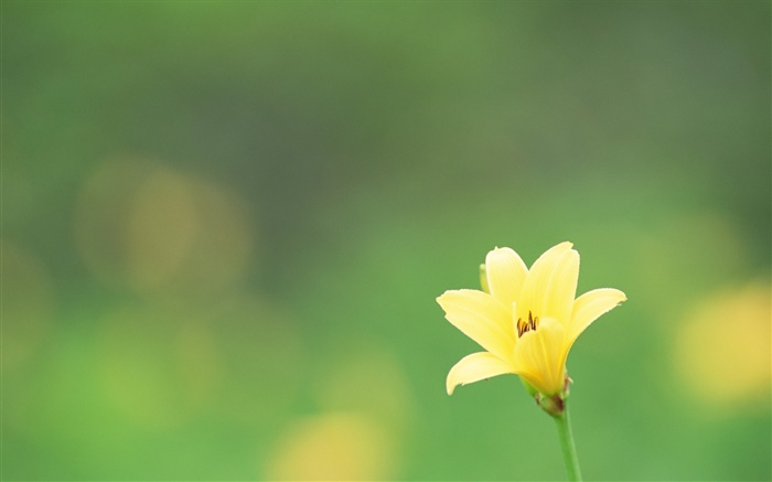 Una flor amarilla, fondo verde Fondos de pantalla, imagen